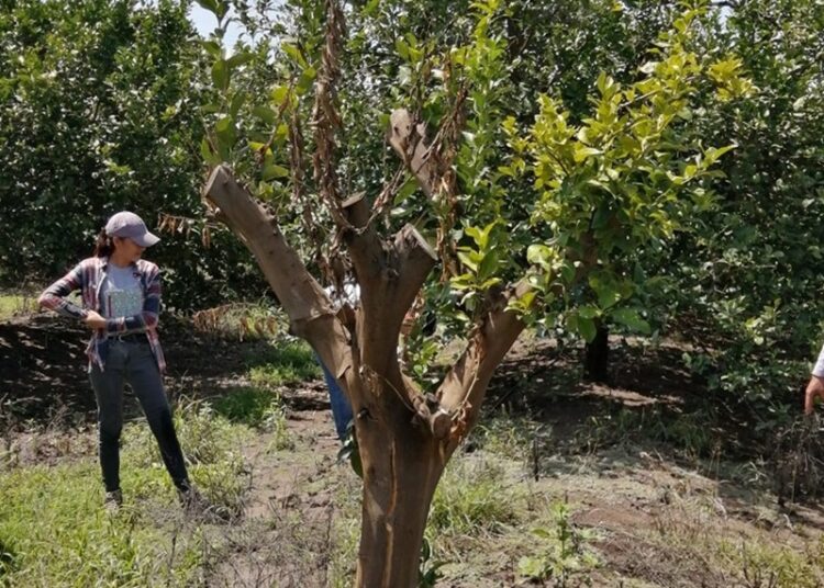 Desarrolla la UAT un proyecto para evaluar los residuos contaminantes de agroquímicos en el suelo