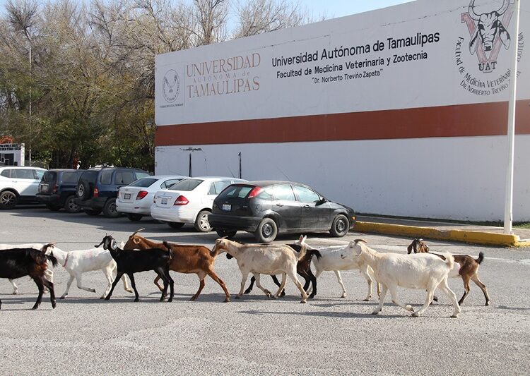 Produce la UAT cabritos de calidad suprema