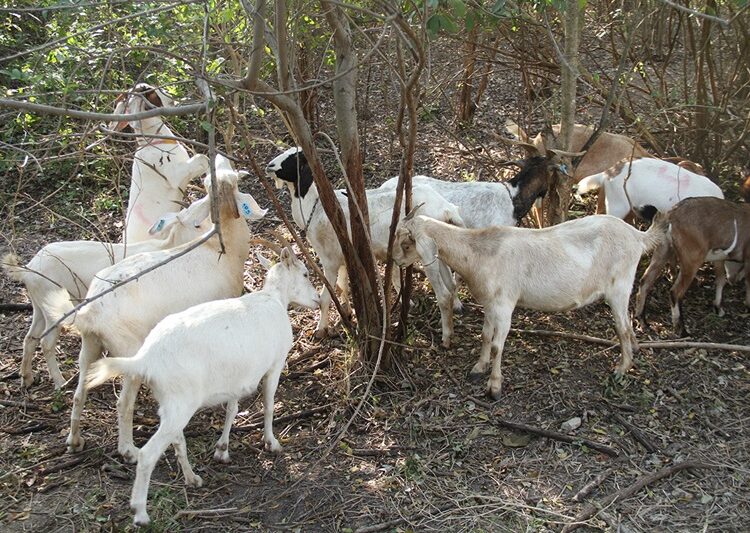 Produce la UAT cabritos de calidad suprema