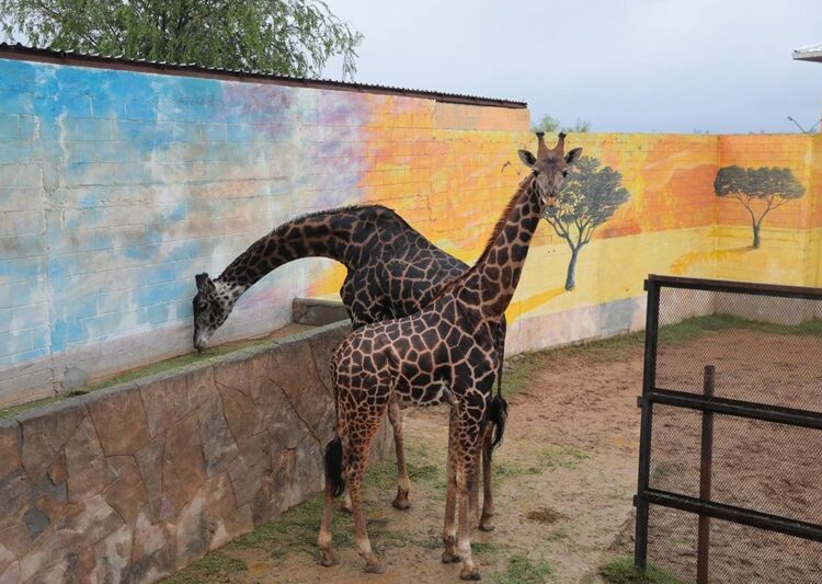 Abren convocatoria para programa “Zoomos Voluntarios”