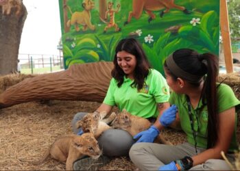 Abren convocatoria para programa “Zoomos Voluntarios”