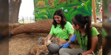 Abren convocatoria para programa “Zoomos Voluntarios”