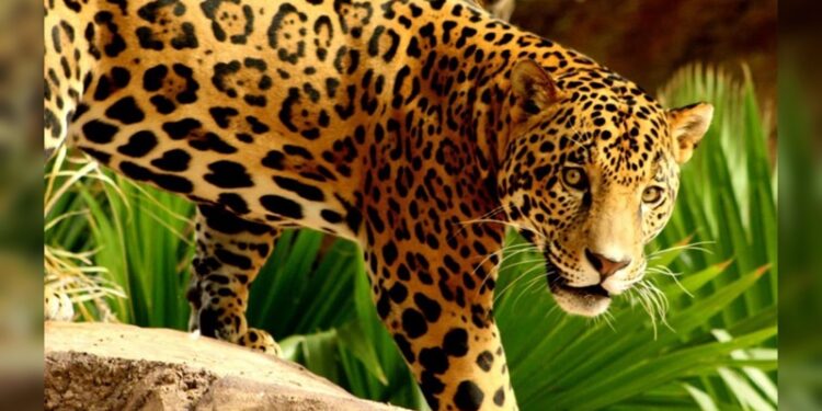 Calentamiento global pone en riesgo 4 especies animales en Tamaulipas