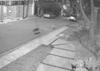 Coyotes mataron a perrita que paseaba en San Pedro, NL