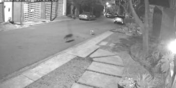 Coyotes mataron a perrita que paseaba en San Pedro, NL