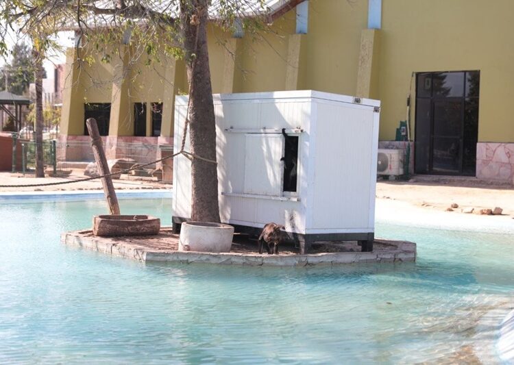 Implementa Zoo de NLD medidas preventivas ante Frente Frío 25