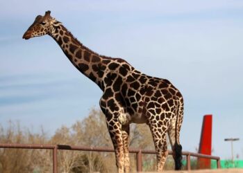 La jirafa Benito llegó al Africam Safari