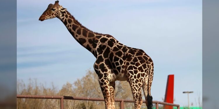 La jirafa Benito llegó al Africam Safari