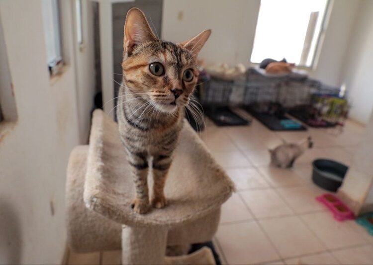 Protegen del frío a felinos y caninos rescatados en refugio municipal