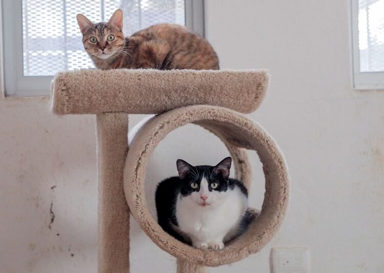 Protegen del frío a felinos y caninos rescatados en refugio municipal