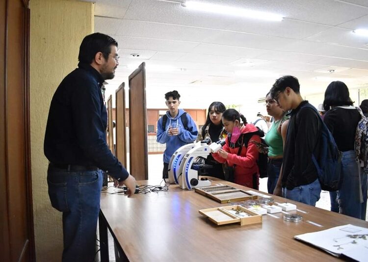 Identifica UAT plantas con potencial bioinsecticida