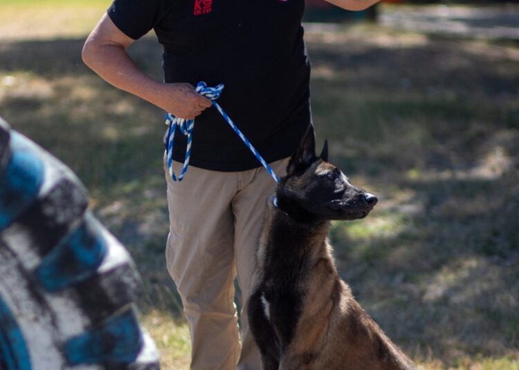 Implementa la UAT cursos de adiestramiento canino