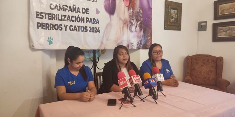 Activistas inician campaña para esterilizar animales callejeros