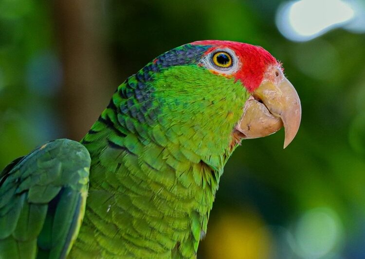 Cotorreando en el Tamux, una experiencia con alas