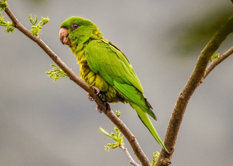 Cotorreando en el Tamux, una experiencia con alas