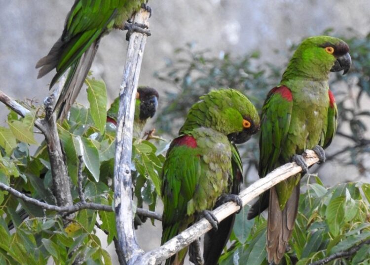 Cotorreando en el Tamux, una experiencia con alas