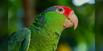 Cotorreando en el Tamux, una experiencia con alas