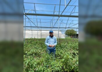 Identifica UAT plantas con potencial bioinsecticida