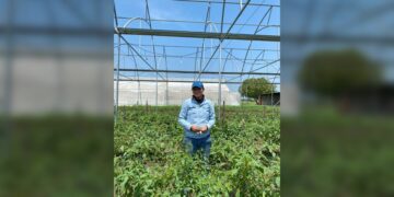 Identifica UAT plantas con potencial bioinsecticida