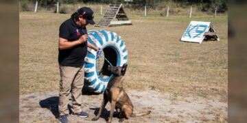 Implementa la UAT cursos de adiestramiento canino