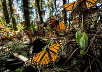 Se desploma núm. de mariposas monarca en lugares de hibernación en México