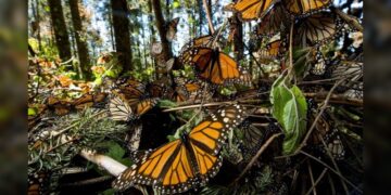 Se desploma núm. de mariposas monarca en lugares de hibernación en México