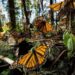 Se desploma núm. de mariposas monarca en lugares de hibernación en México
