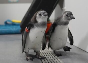 Nacen 10 crías de pingüino africano en el museo de ciencias de San Francisco