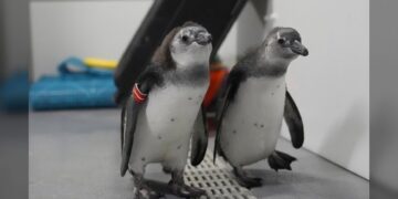 Nacen 10 crías de pingüino africano en el museo de ciencias de San Francisco