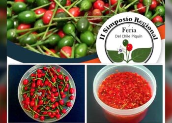 Realiza la UAT acciones para la conservación y aprovechamiento del chile piquín