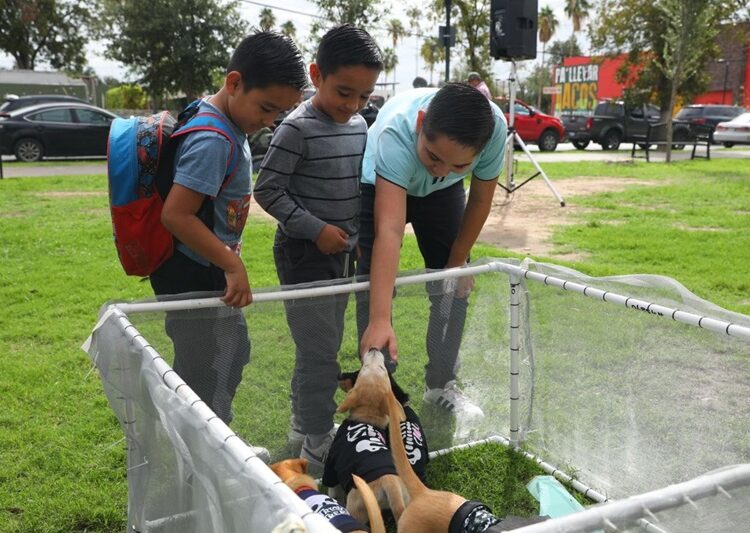 Realizará Gobierno de NLD Feria de Adopción Canina y Felina