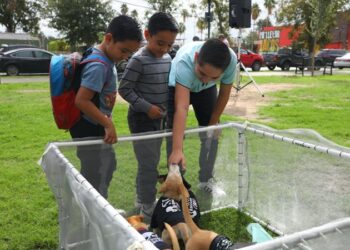 Realizará Gobierno de NLD Feria de Adopción Canina y Felina