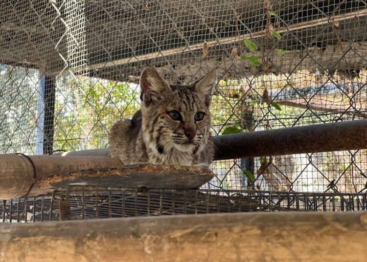 Resguarda Zoológico Tamatán a una osezna, un lince y un ocelote