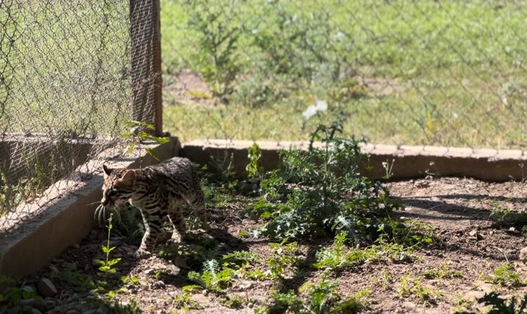 Resguarda Zoológico Tamatán a una osezna, un lince y un ocelote