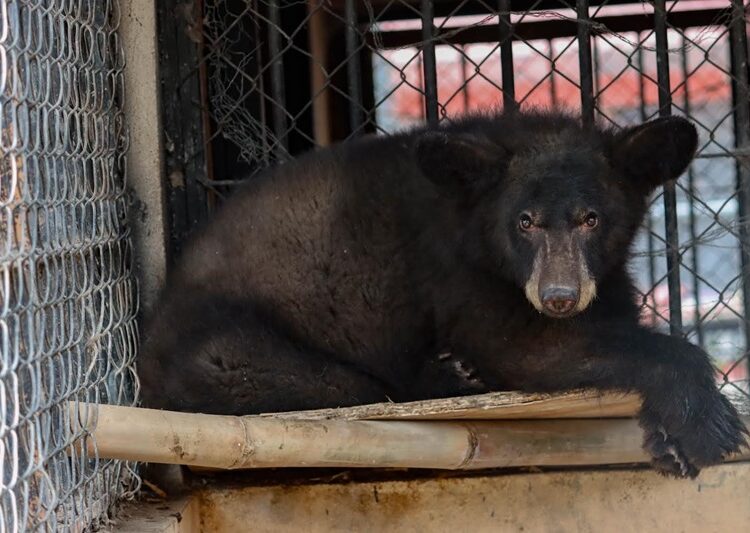 Resguarda Zoológico Tamatán a una osezna, un lince y un ocelote