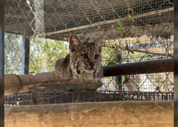 Resguarda Zoológico Tamatán a una osezna, un lince y un ocelote