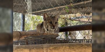 Resguarda Zoológico Tamatán a una osezna, un lince y un ocelote
