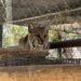 Resguarda Zoológico Tamatán a una osezna, un lince y un ocelote