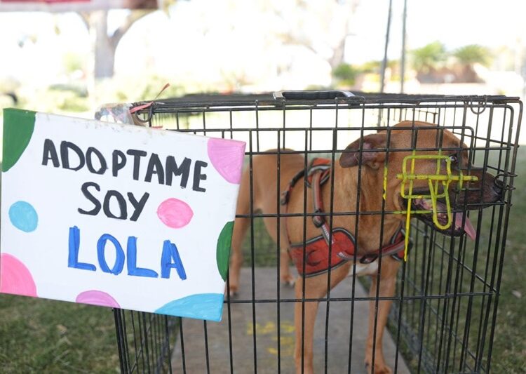 Responden ciudadanos a sexta feria de adopción canina y felina del Gobierno de NLD