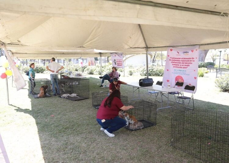 Responden ciudadanos a sexta feria de adopción canina y felina del Gobierno de NLD