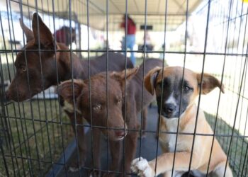 Responden ciudadanos a sexta feria de adopción canina y felina del Gobierno de NLD
