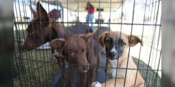 Responden ciudadanos a sexta feria de adopción canina y felina del Gobierno de NLD