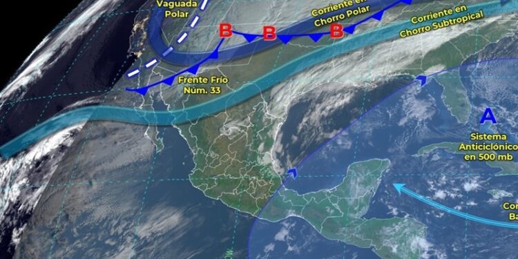 Se desploma núm. de mariposas monarca en lugares de hibernación en México