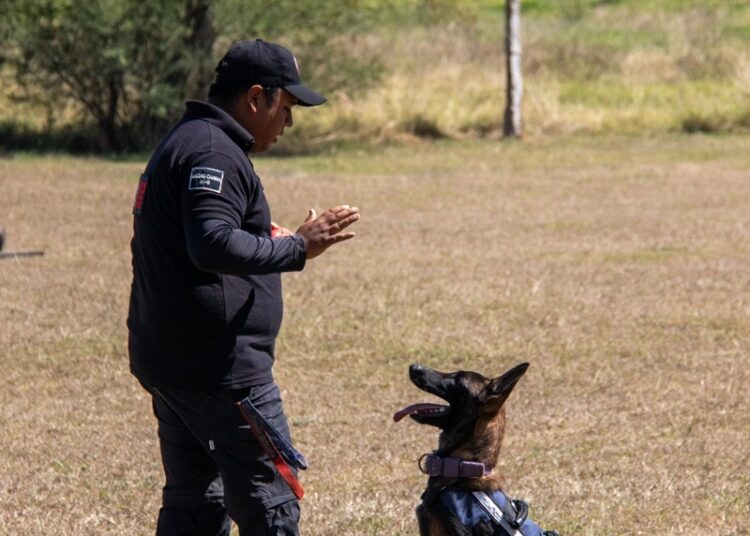Estudiante de la UAT aporta su experiencia en adiestramiento canino al servicio comunitario