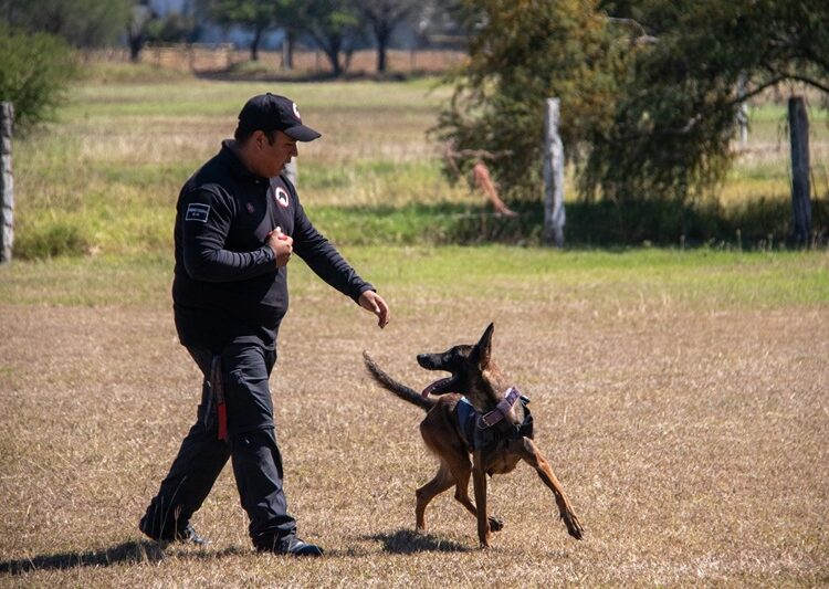 Estudiante de la UAT aporta su experiencia en adiestramiento canino al servicio comunitario