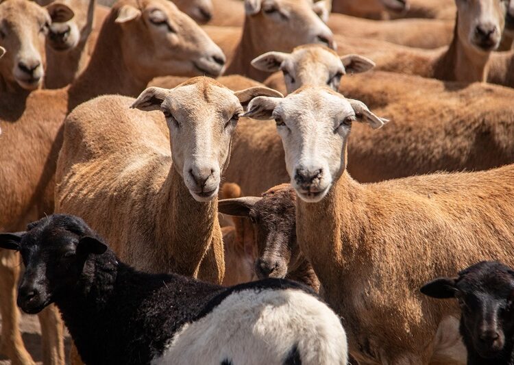 Estudiante de la UAT desarrolla innovador sistema de monitoreo de alimentación de borregos