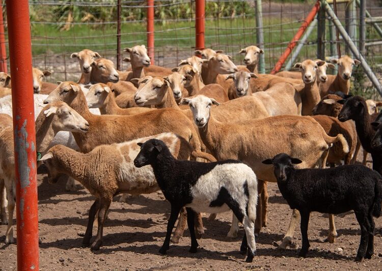 Estudiante de la UAT desarrolla innovador sistema de monitoreo de alimentación de borregos