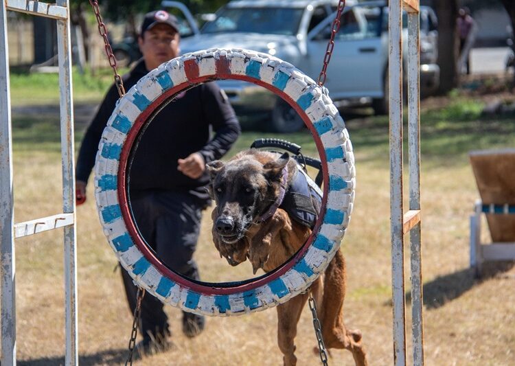 Estudiante de la UAT aporta su experiencia en adiestramiento canino al servicio comunitario