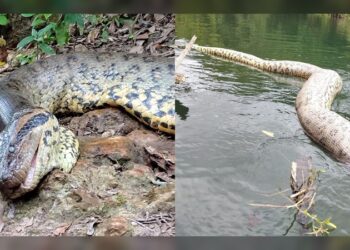 Cazadores mataron a la anaconda más grande del mundo