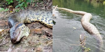 Cazadores mataron a la anaconda más grande del mundo
